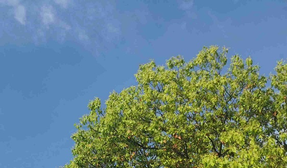 臭氧污染高发季将至，先打好VOCs减排这一战